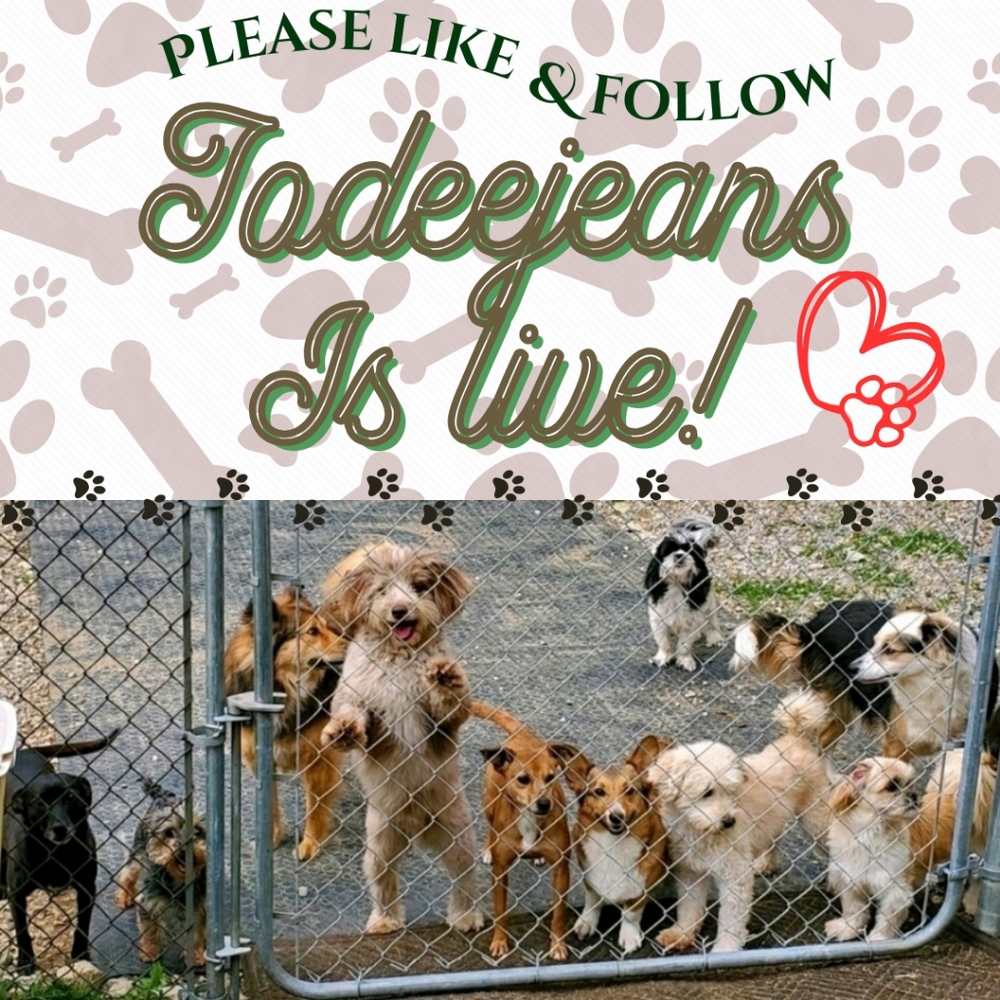 Jodeejeans Dr. Dolitle's Animal Sanctuary LIVE SHOW Bookmark!